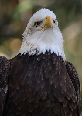 The American Bald Eagle