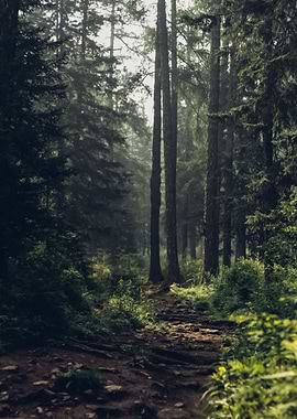 Forest 121