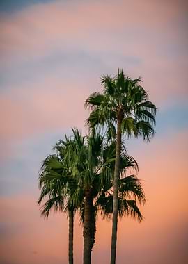 Palm Trees 66