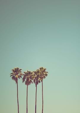 Palm Trees 41