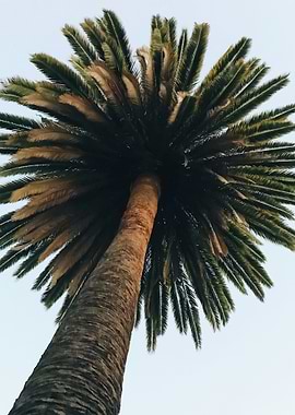Palm Trees 57
