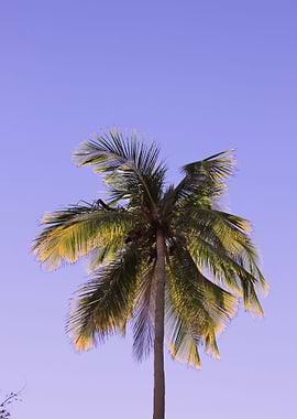 Palm Trees 43