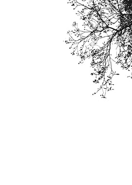 Black Branches of trees