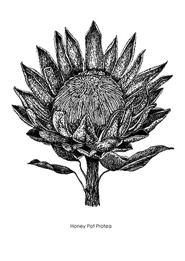 Honey Pot Protea