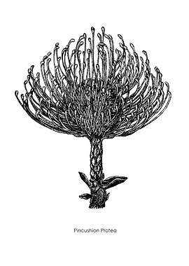 Pincushion Protea
