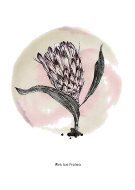 Pink Ice Protea