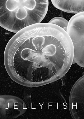 Jellyfish