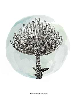 Pincushion Protea