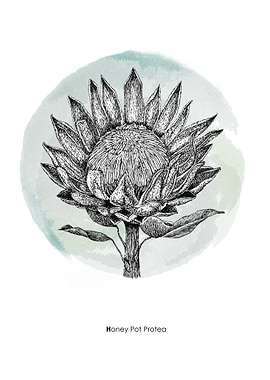 Honey Pot Protea