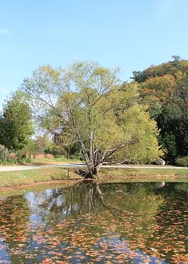 Reflection of a Tree