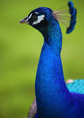 Peacock Portrait