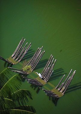 White Heron Happiness