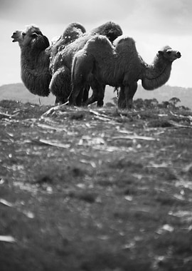 Camels Black and White