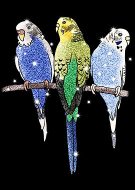 Budgie Budgerigar Parrot