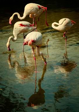 Flamingos