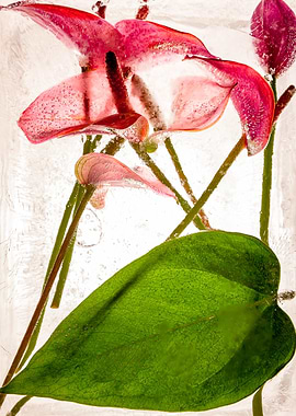 Anthurium in ice