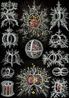 Radiolarian Stephoidea