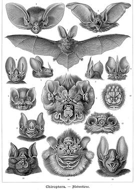 Bat Chiroptera