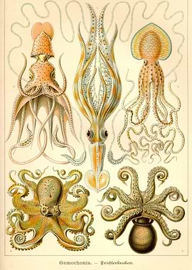 Cephalopod Gamochonia