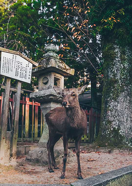 Japanese Deer