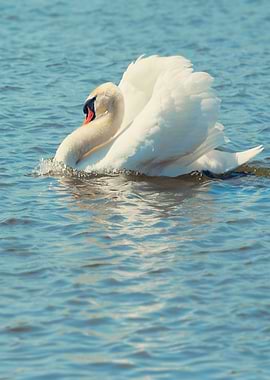 Pretty Swan