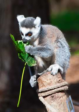Lemur