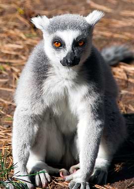 Lemur