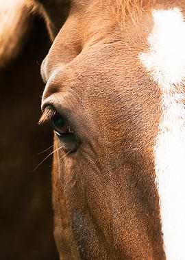 Horse Eye