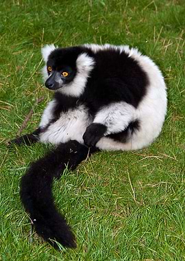Lemur