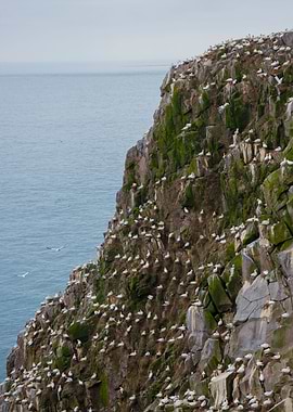 Gannets nest