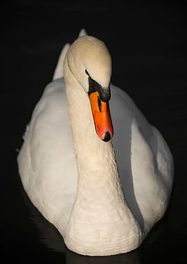 Swan