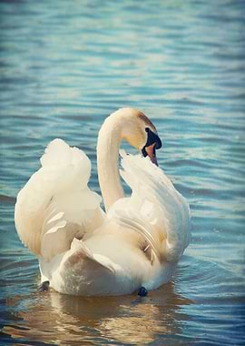 Swan
