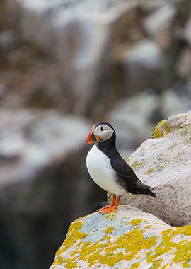Puffin