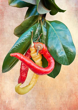 chili pepper on texture