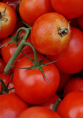 Fresh red tomatoes
