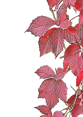 isolated autumn leaf