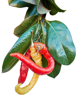 chili pepper on white