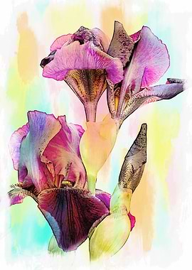 iris gladiolus in bloom