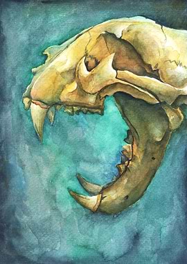 wildcat watercolor 2