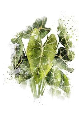 Philodendron Plant 2