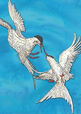 Arctic Terns