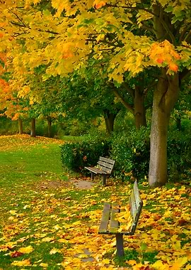 Autumn Bench