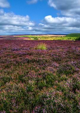 Heather Field