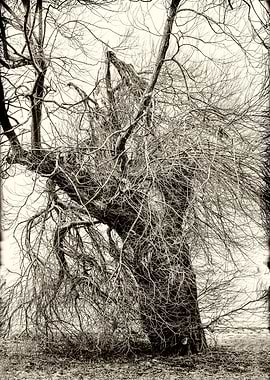 Old wild tree