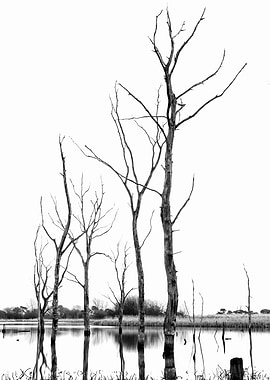 The petrified forest