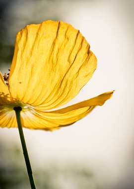 Yellow Poppy