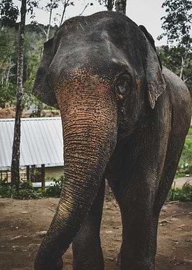 I shall call her Elly