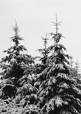 Winter Wonderland IV