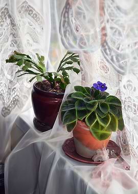 Morn with Plants Crystals