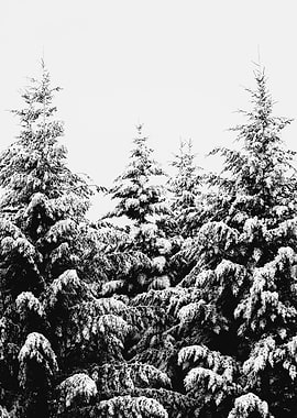 Winter Wonderland VI